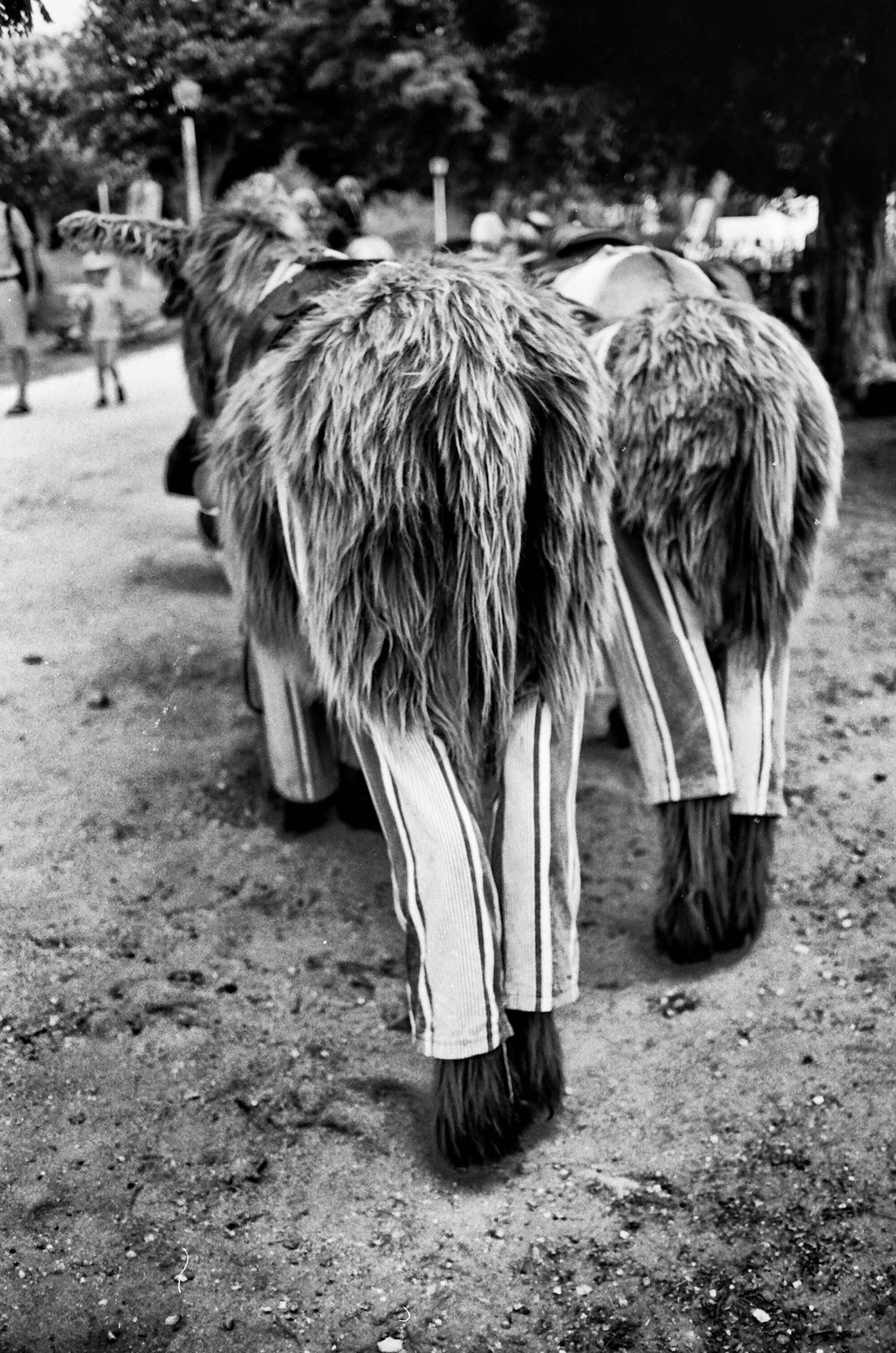 Nikon F100 | Ile de Ré - Saint-Martin de Ré - Les ânes en culotte du Parc de la Barbette