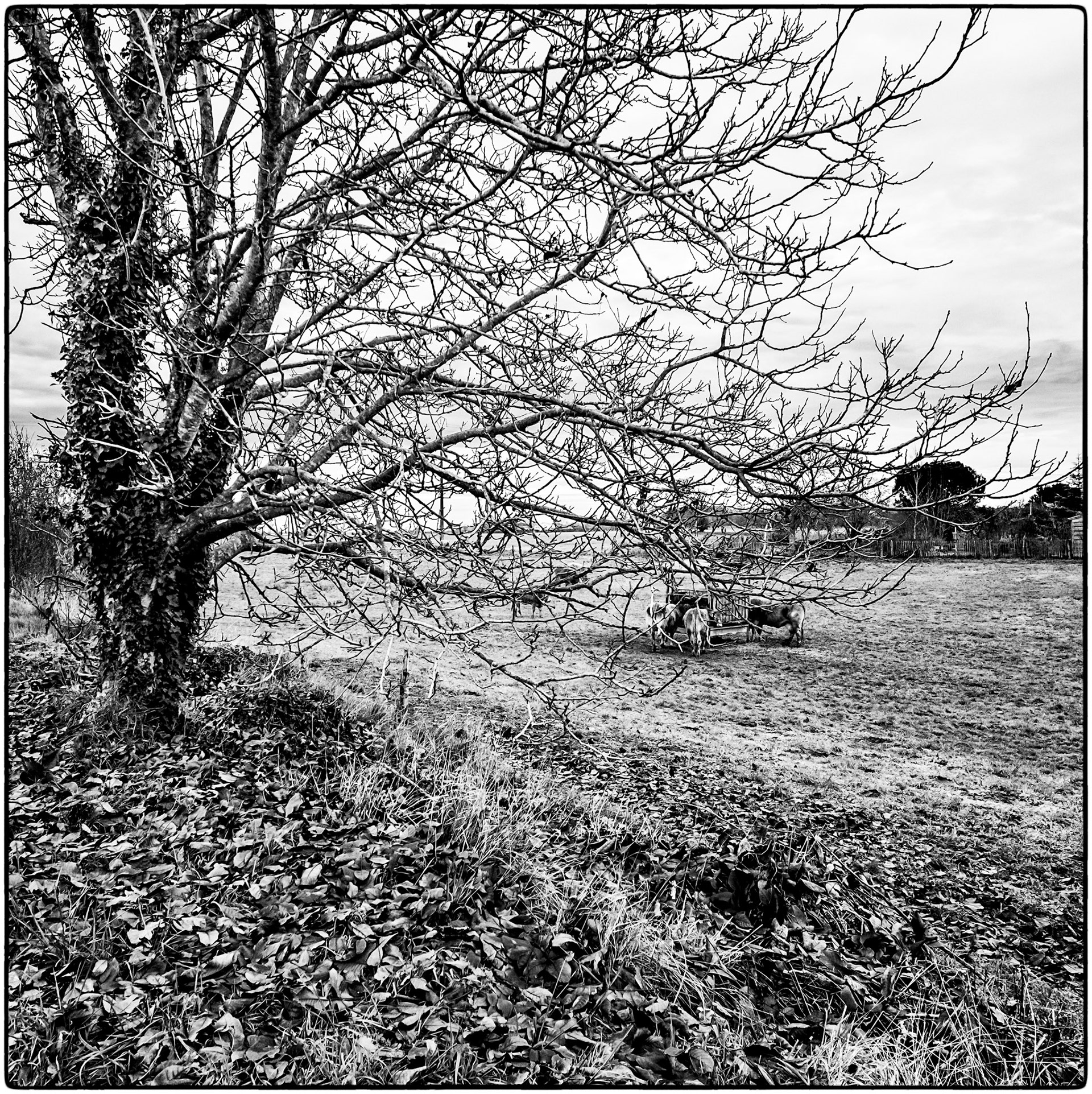 Samsung Galaxy A52 | Fontaudet - Envahissant