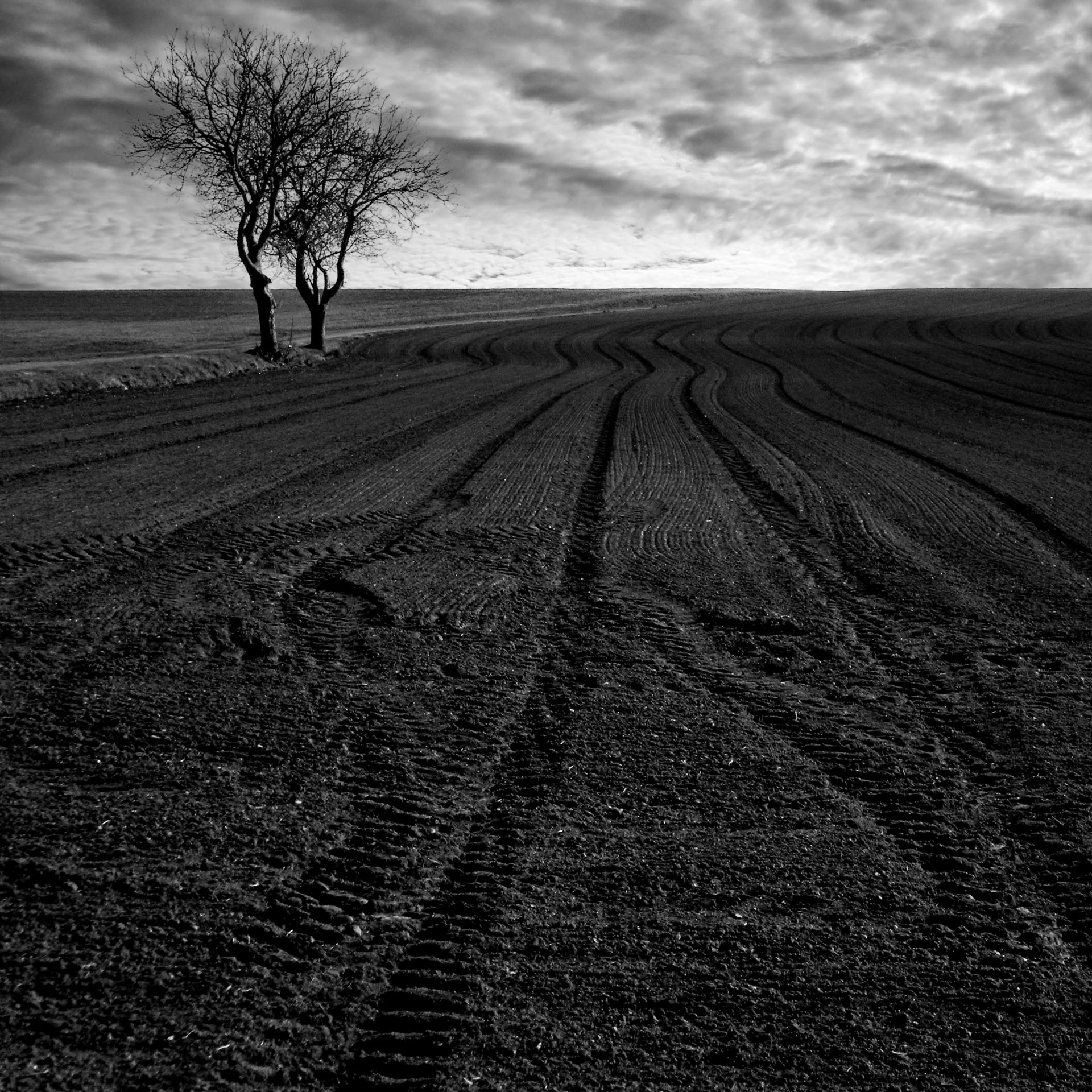 Nikon Coolpix S225 | Benon - Arbres de champ