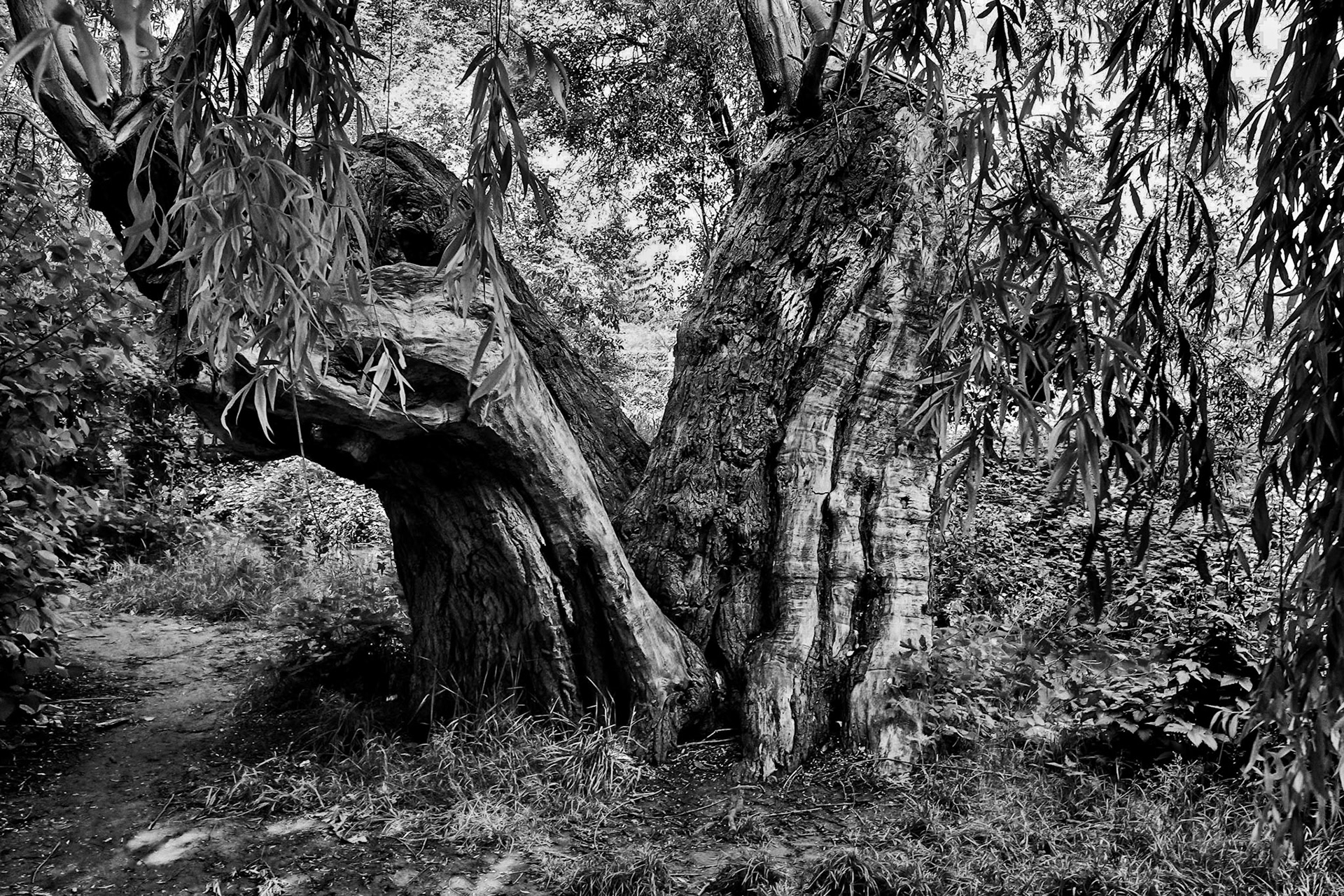 Fujifilm X100 | Giverny - Dans les jardins de Claude Monet - Le vieil arbre en V