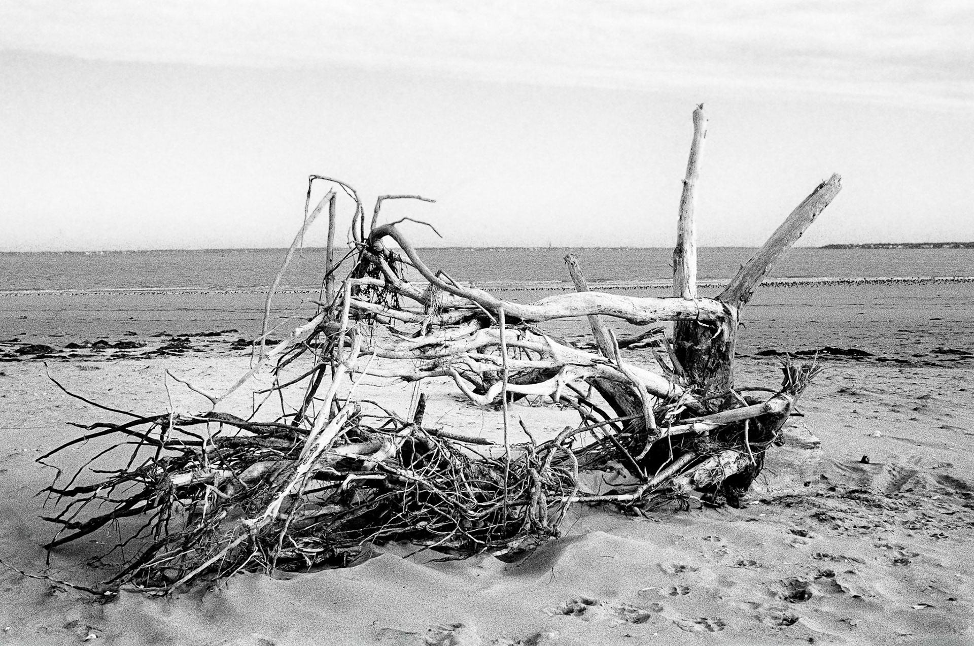 Nikon F100 - Pointe de Gatseau - La Bête à cornes...