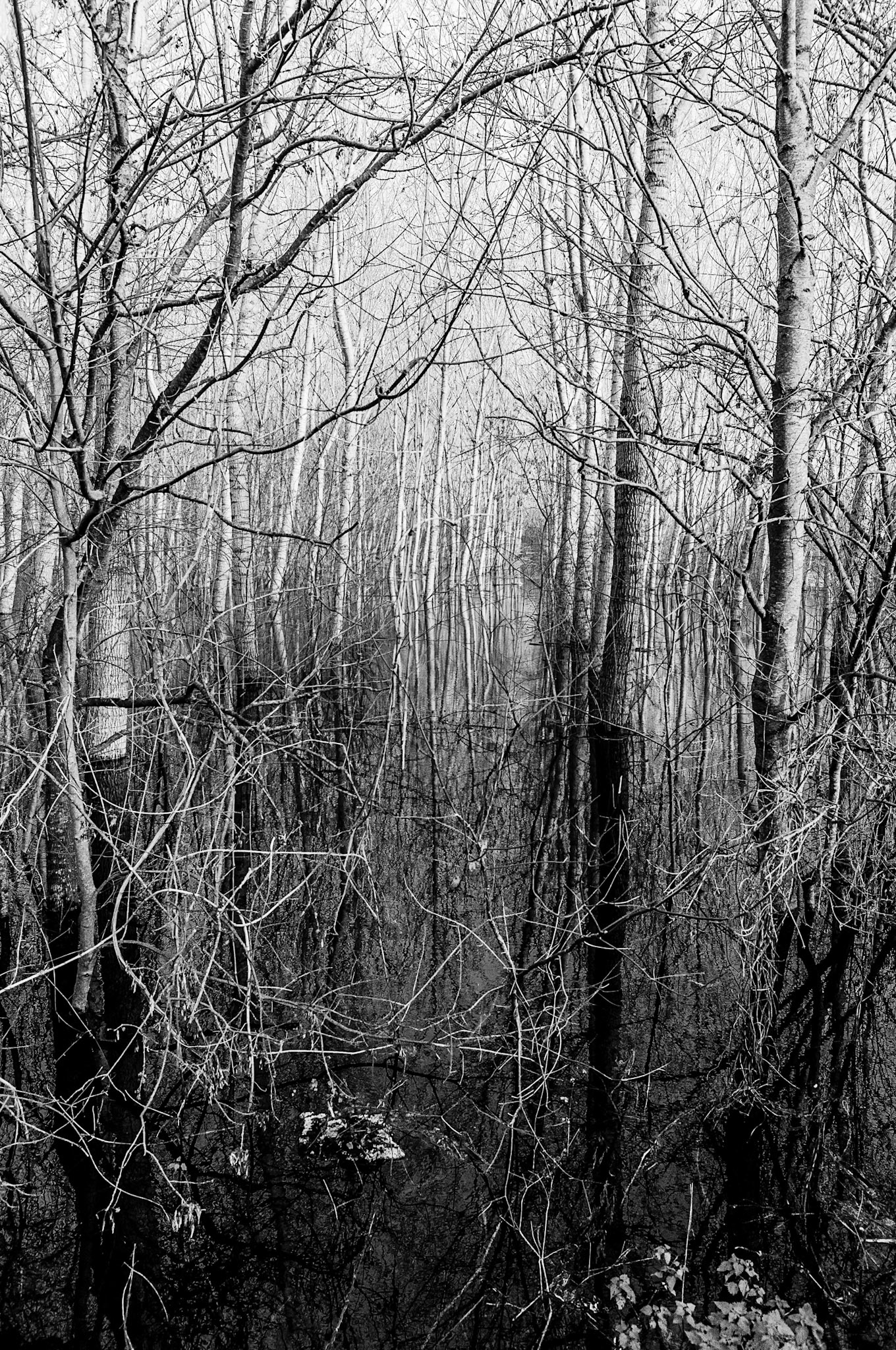 Nikon D300s | Tonnay-Boutonne - Paysage transformé par les inondations III