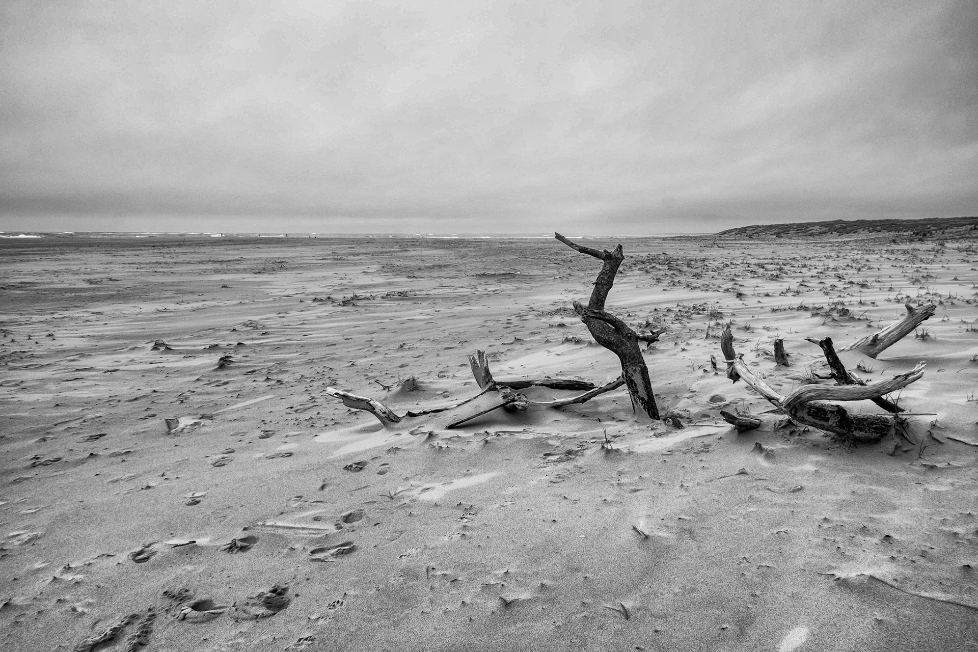 Fujifilm X-Pro1 ¬ Côte Sauvage - Plage de la Pointe Espagnole - Le Héron pétrifié