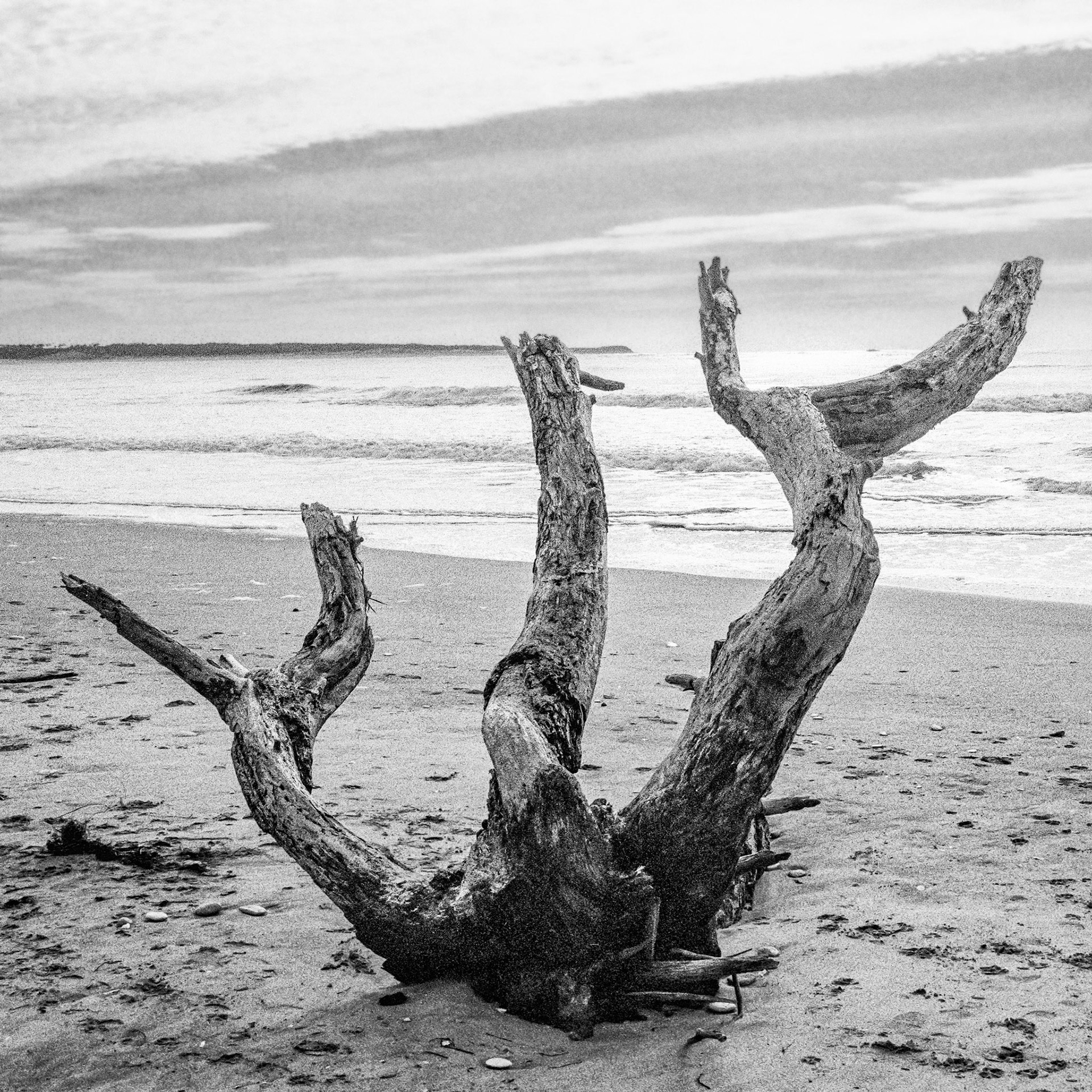 Nikon F100 - Pointe de Gatseau - La solitude du bois flotté