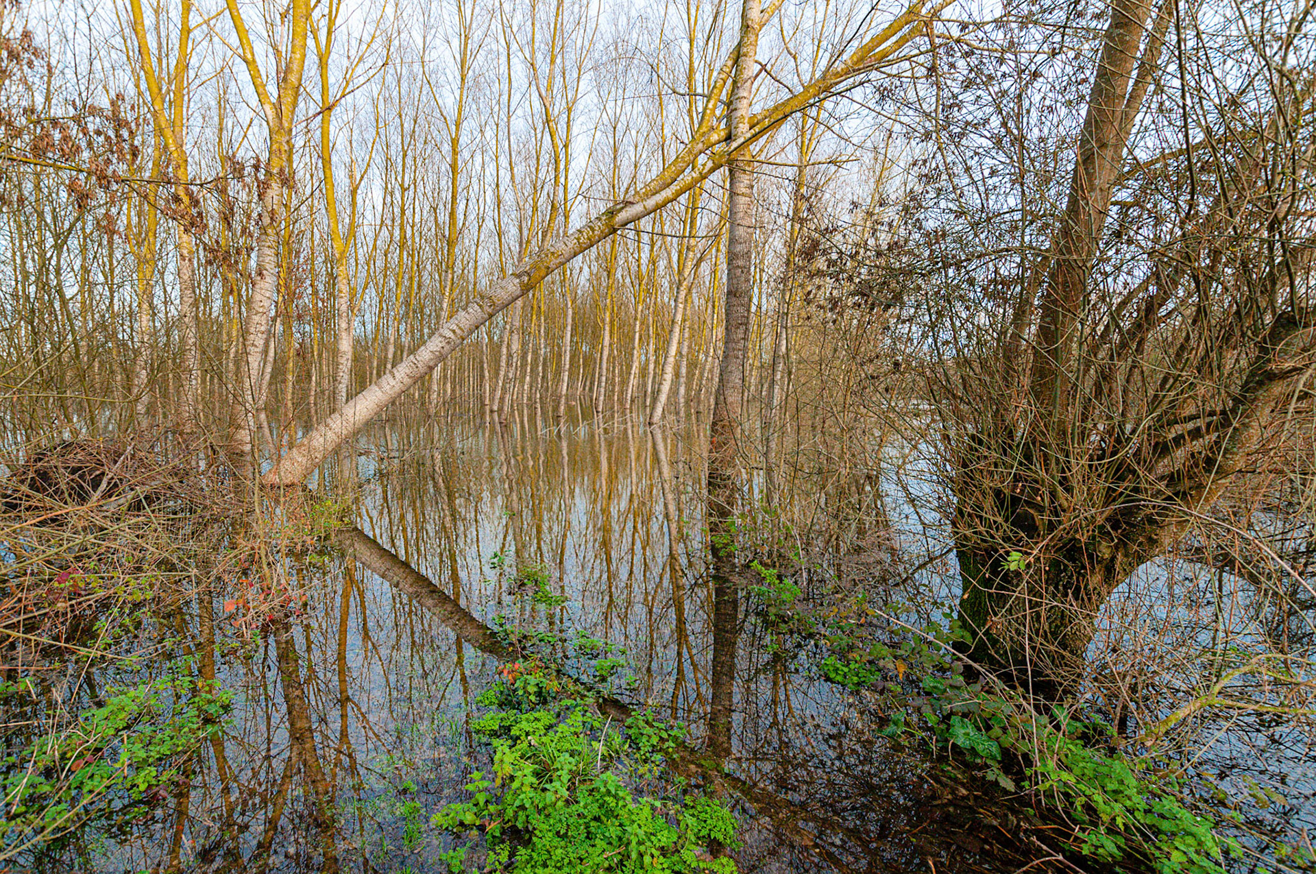 Nikon D300s | Tonnay-Boutonne - Le triangle