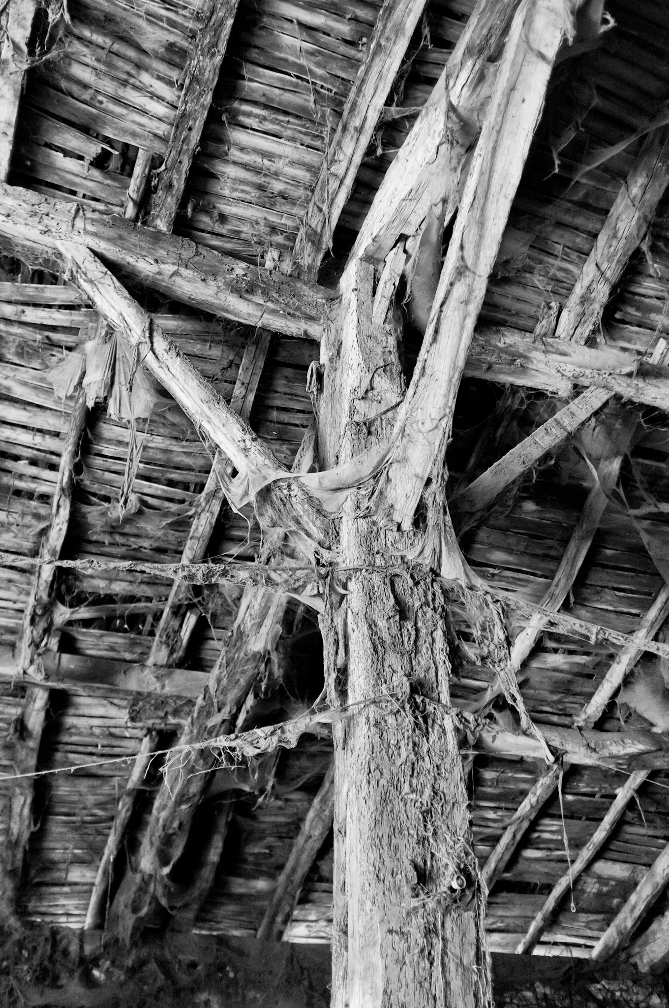 Fujifilm X100 | Festival BarrObjectif 2019 - Le domaine des araignées