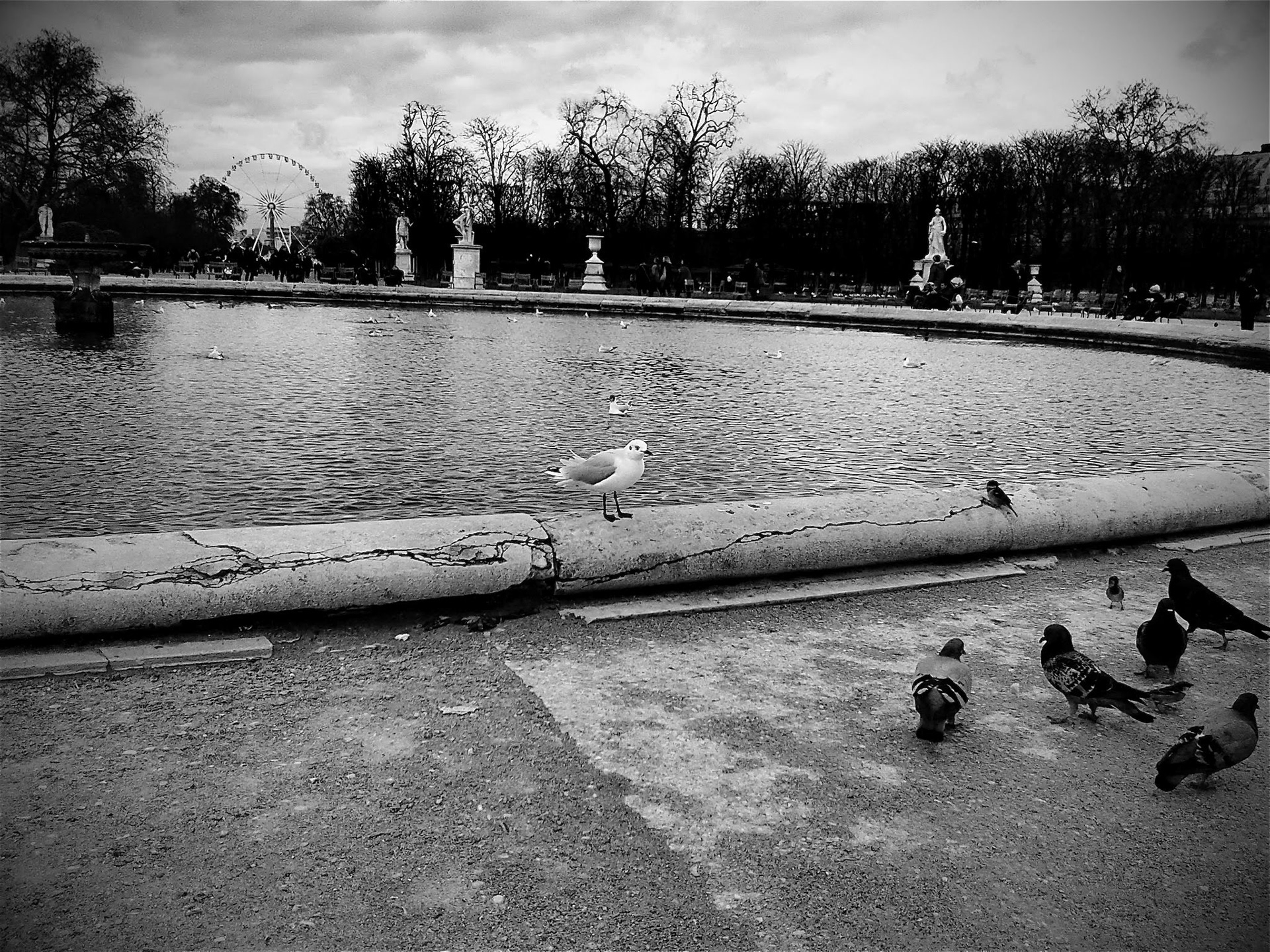 Samsung Galaxy Ace | Paris - Le Jardin des Tuileries