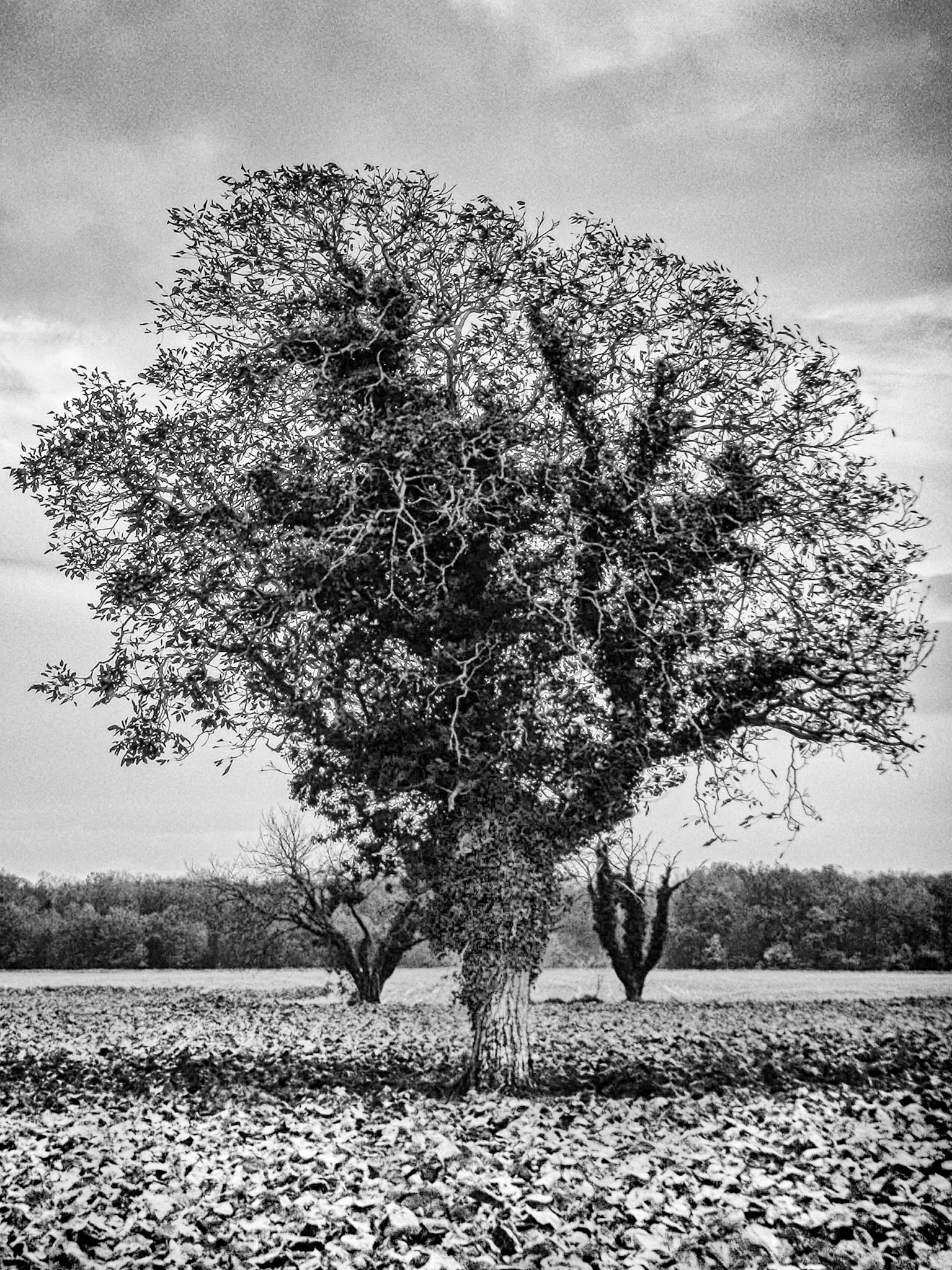 Nikon Coolpix S225 | Les Nouillers - Le Grand frère