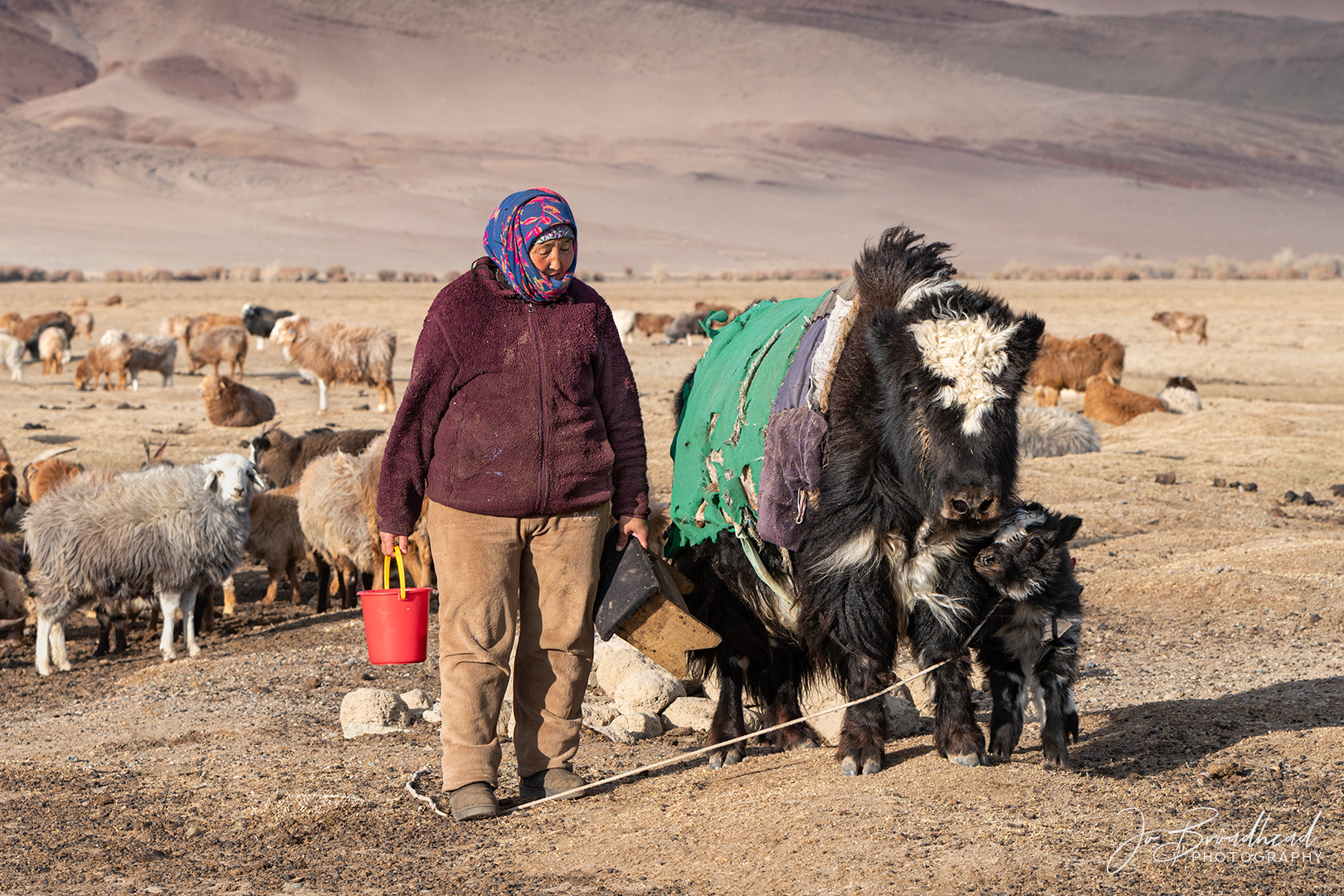 Calf reunited with Cow - Mongolia