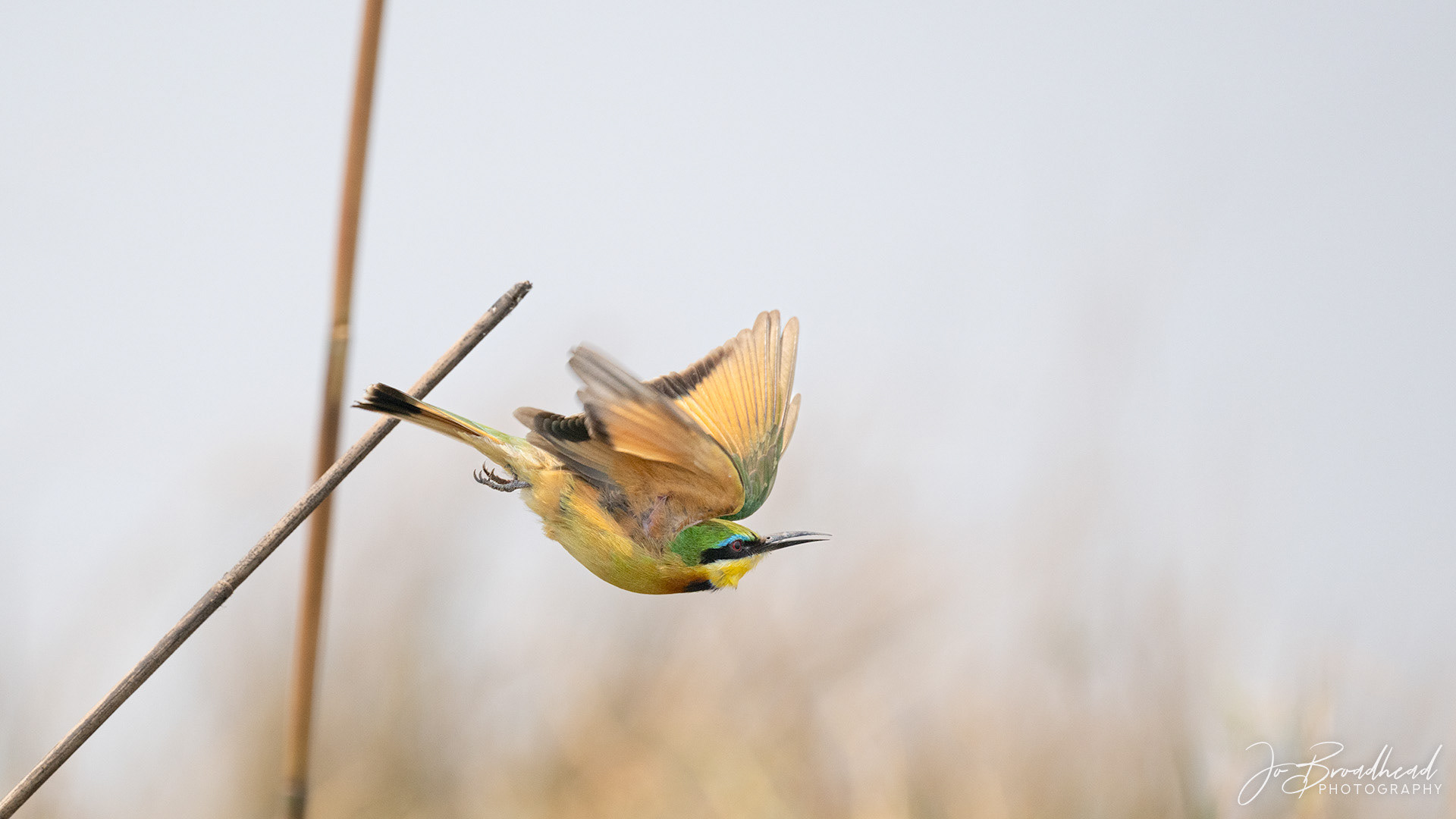 Bee Eater in Flight