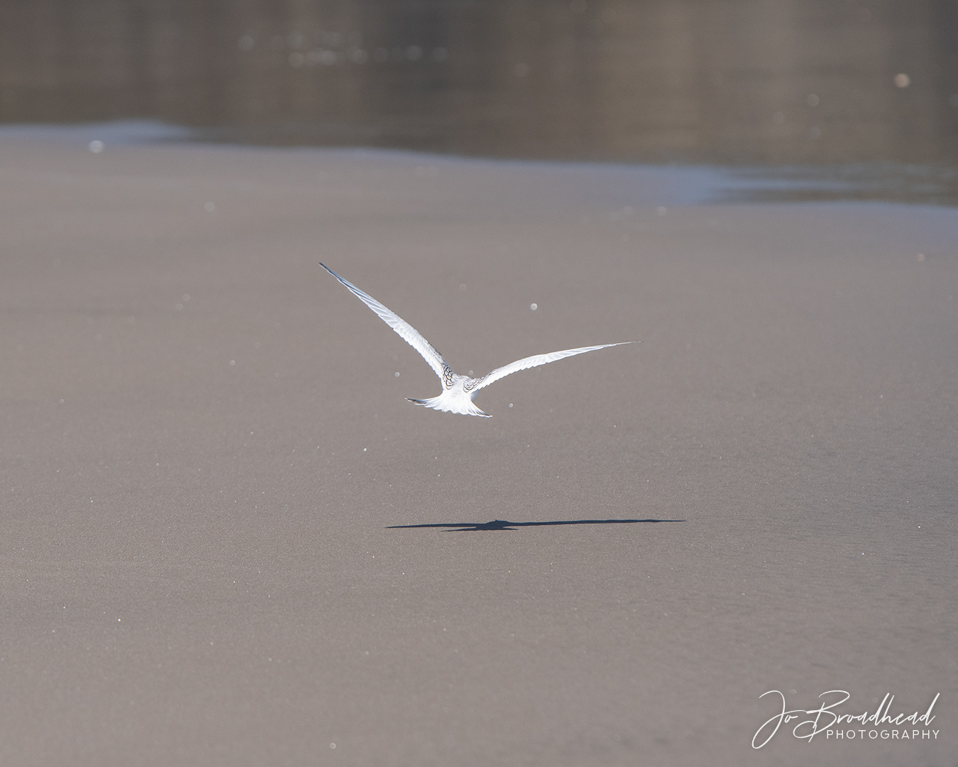Tern & Shadow - Muriwai, NZ