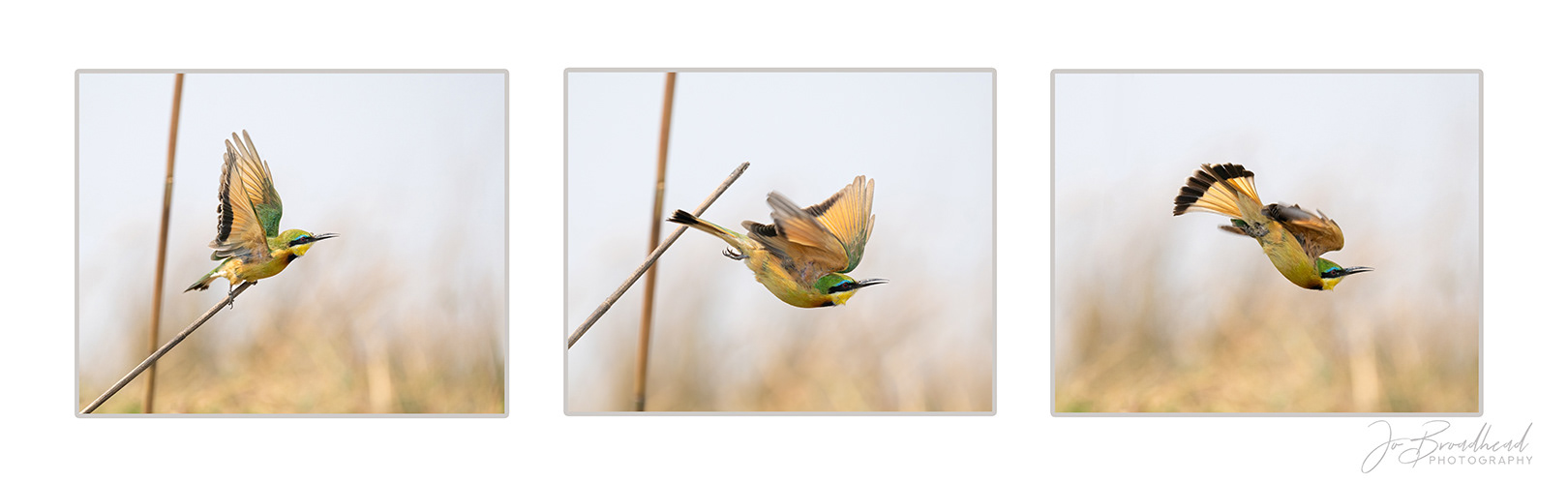 Bee eater Triptych