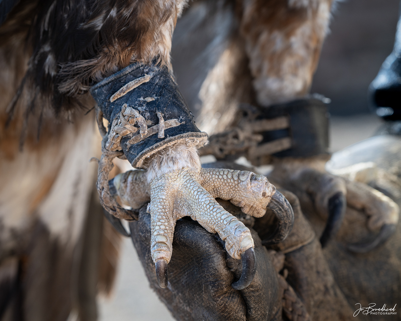 Talons - Mongolia