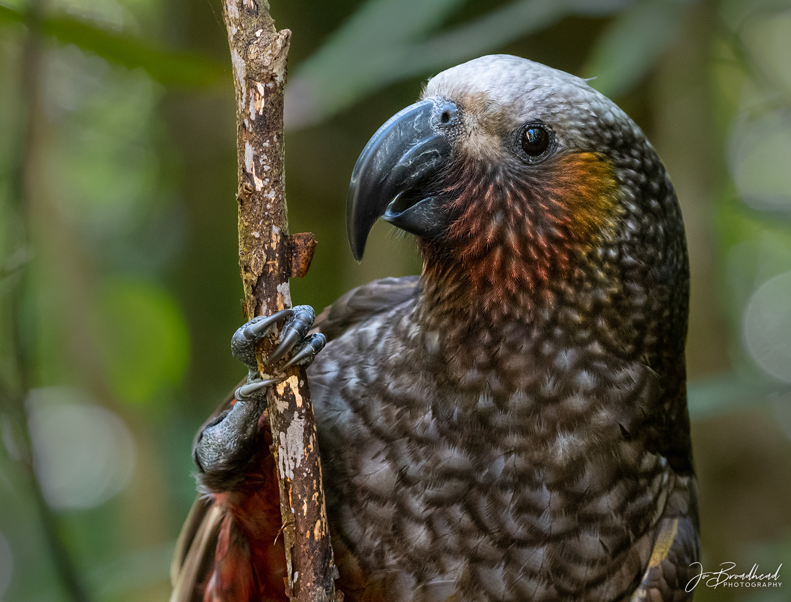 Kaka - Kapiti Is, NZ