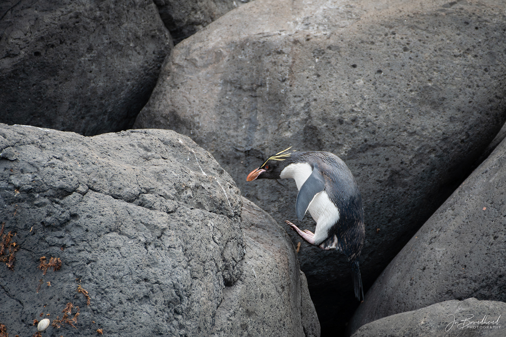 Rock Hopper on the Hop - Sub Antarctic Is