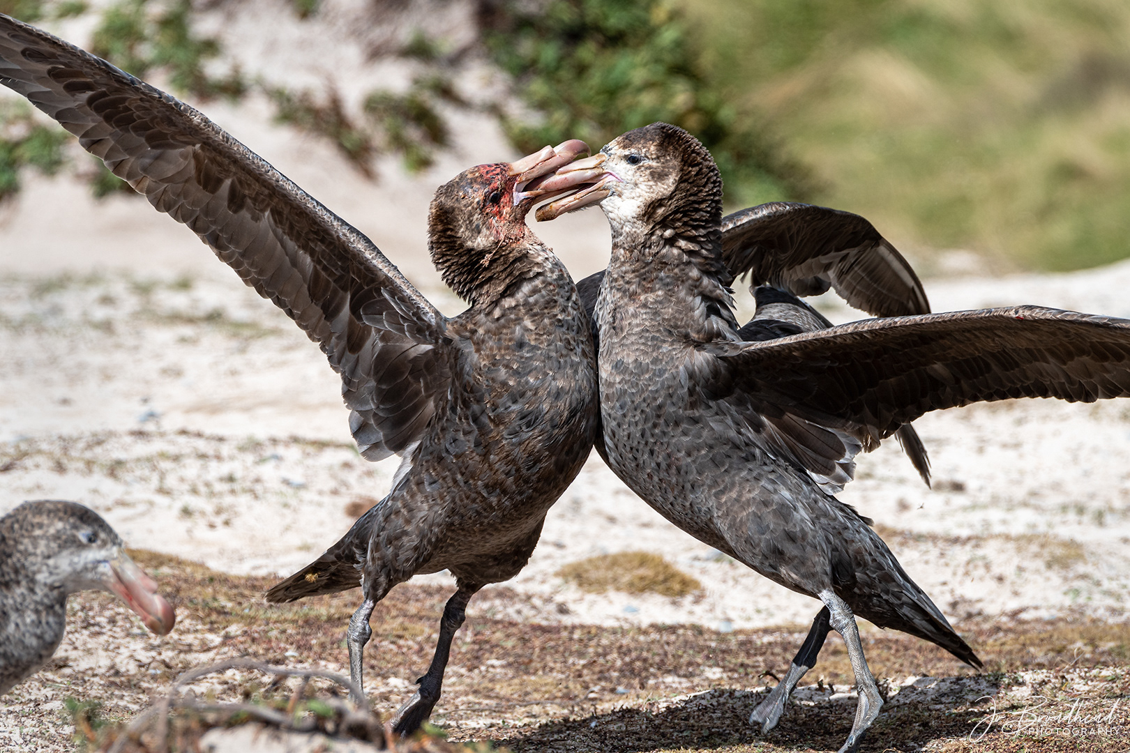 Storm Petrels Fighting - Sub Antarctic Is