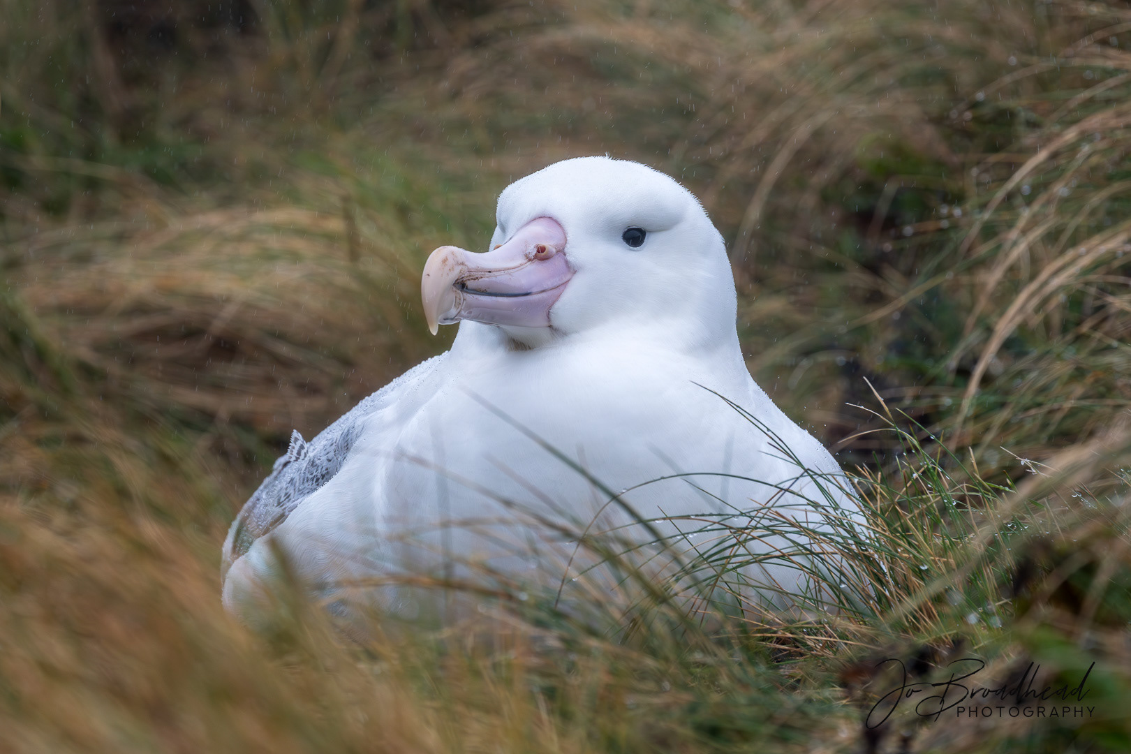 Nesting Royal albatross