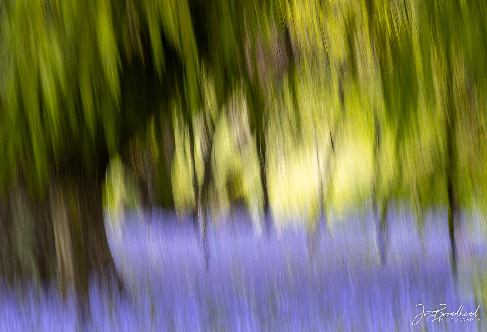 Bluebells - Central Otago, NZ