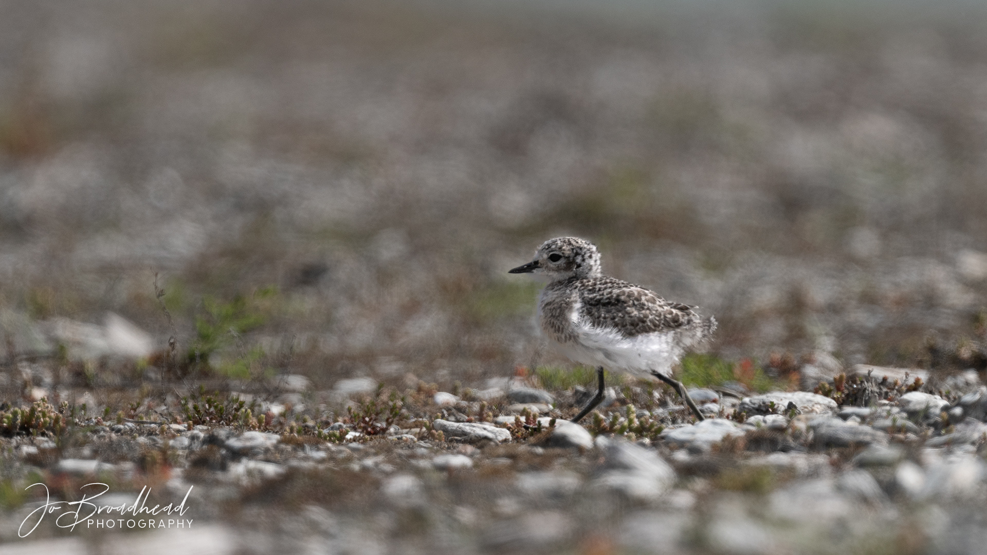 Banded Dotteral Chick - Central Otago, NZ