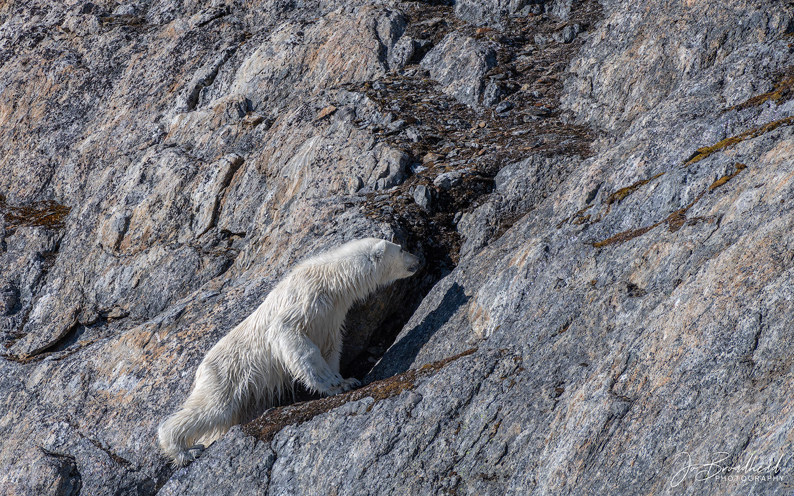 Looking for nest eggs - Svalbard