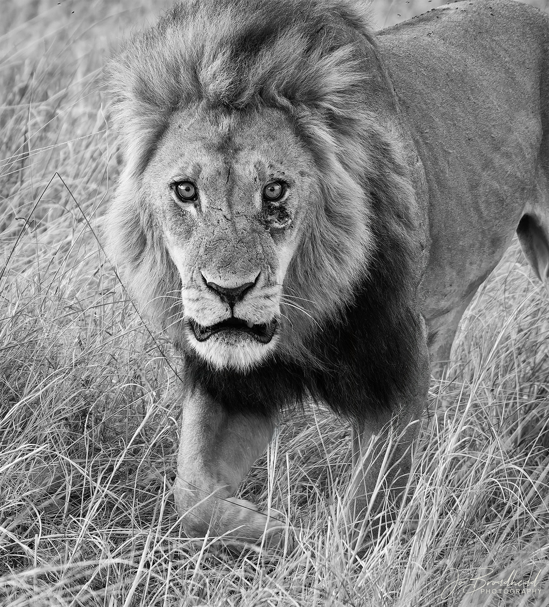 Angry Lion