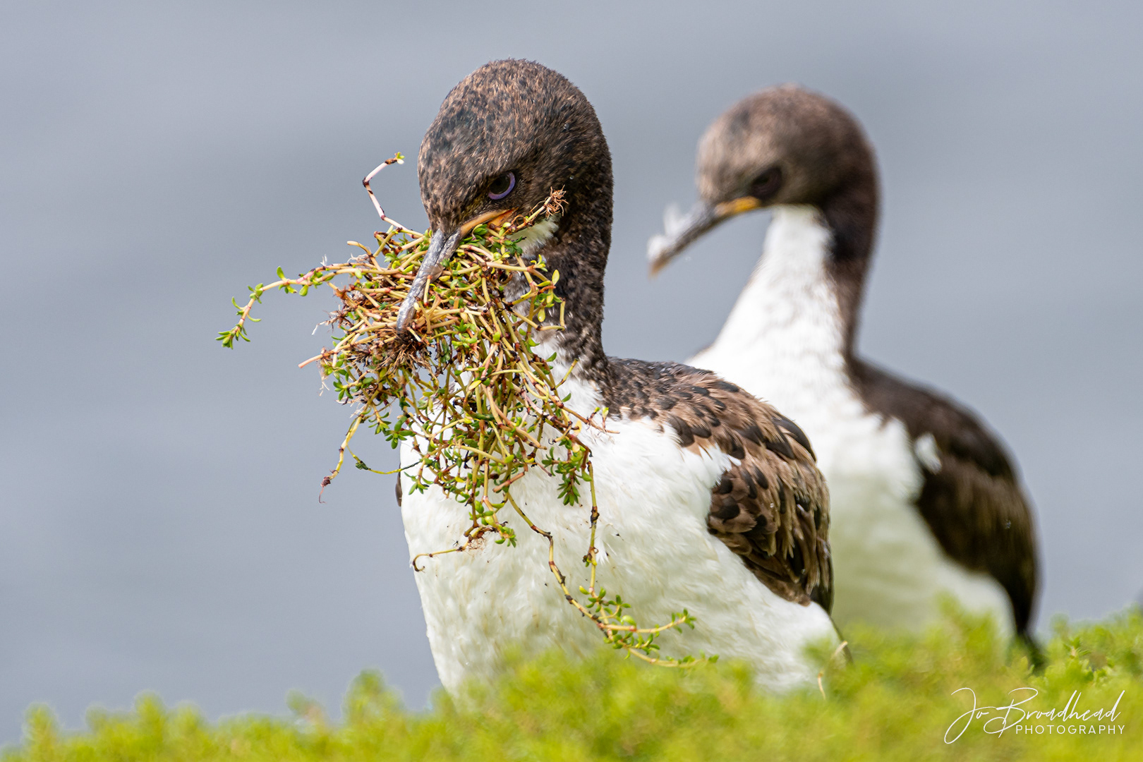Nesting Time - Auckland Is