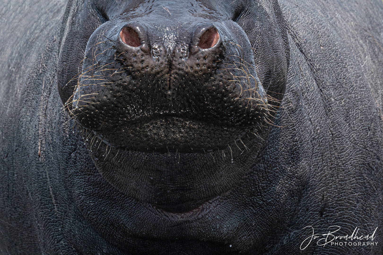 Hippo abstract