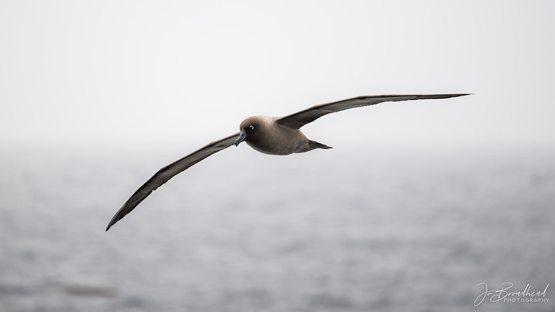 Sooty Albatross