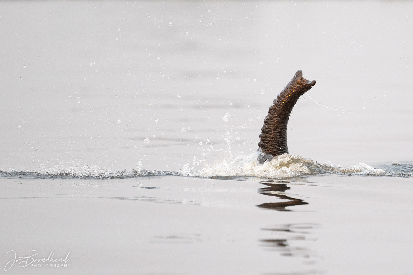 The Snorkel