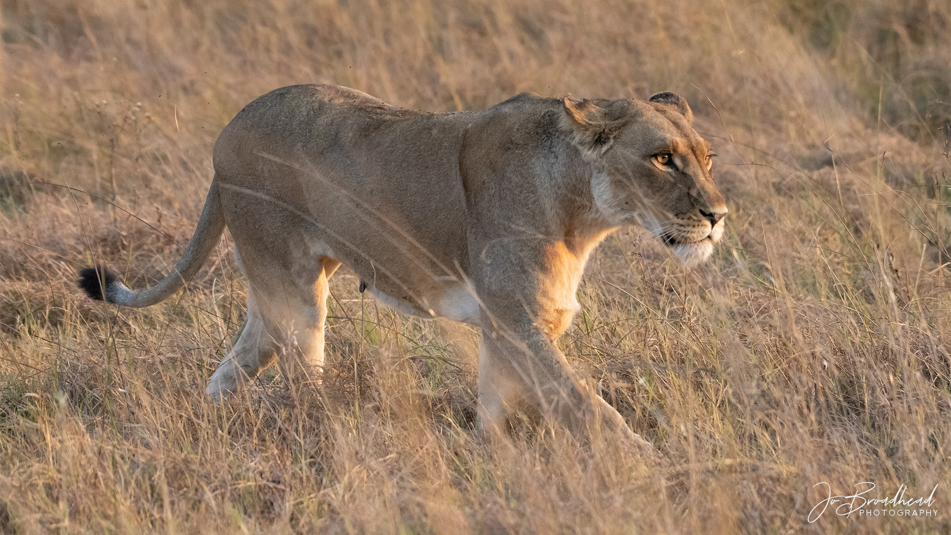 Lioness - Botswana