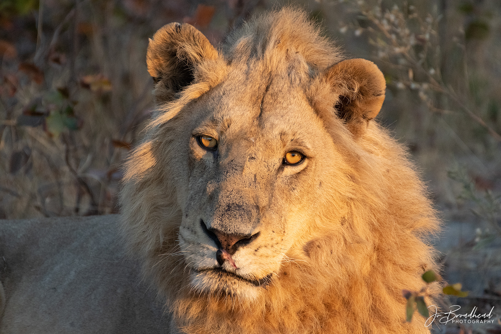 Lion Portrait - Botswana