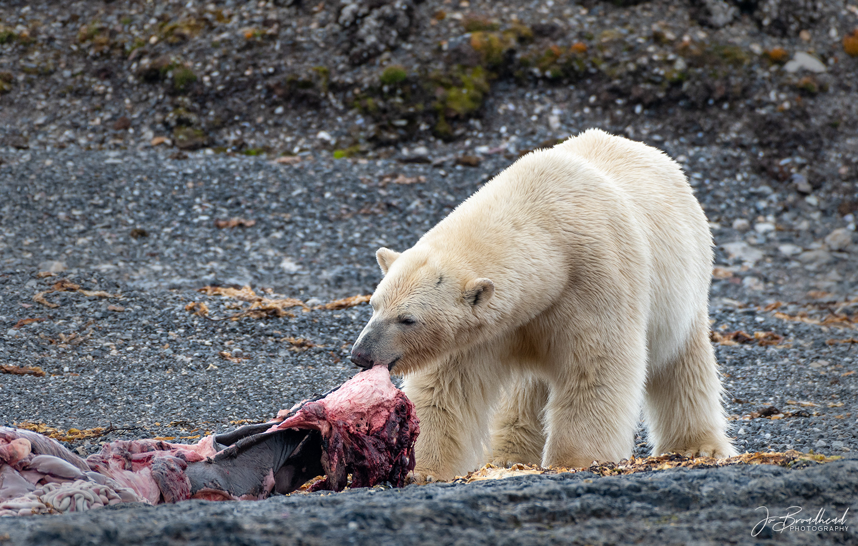 Dragging the Carcass - Svalbard