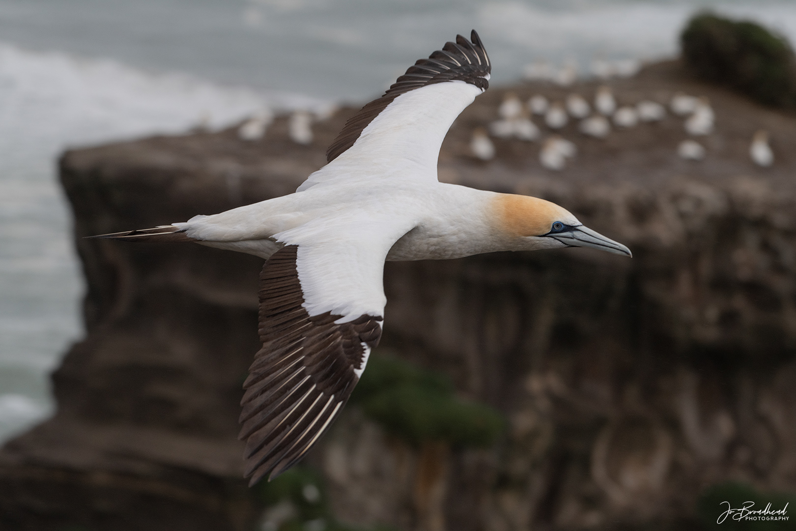 Coming Home - Muriwai, NZ