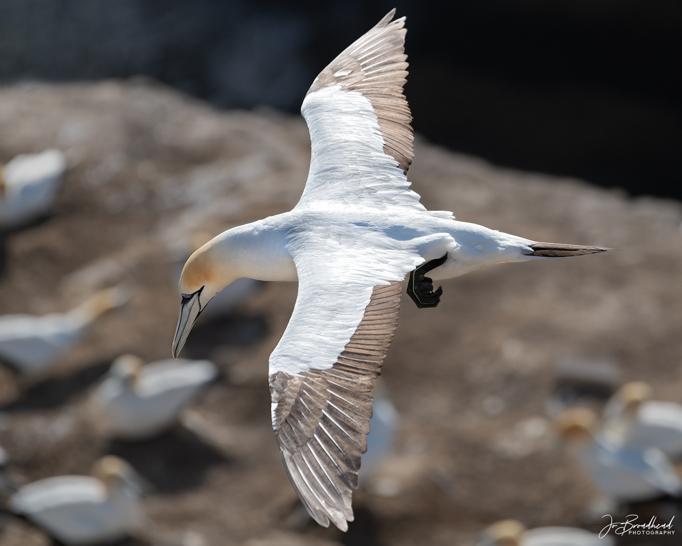 Flying over the Colony - Muriwai, NZ