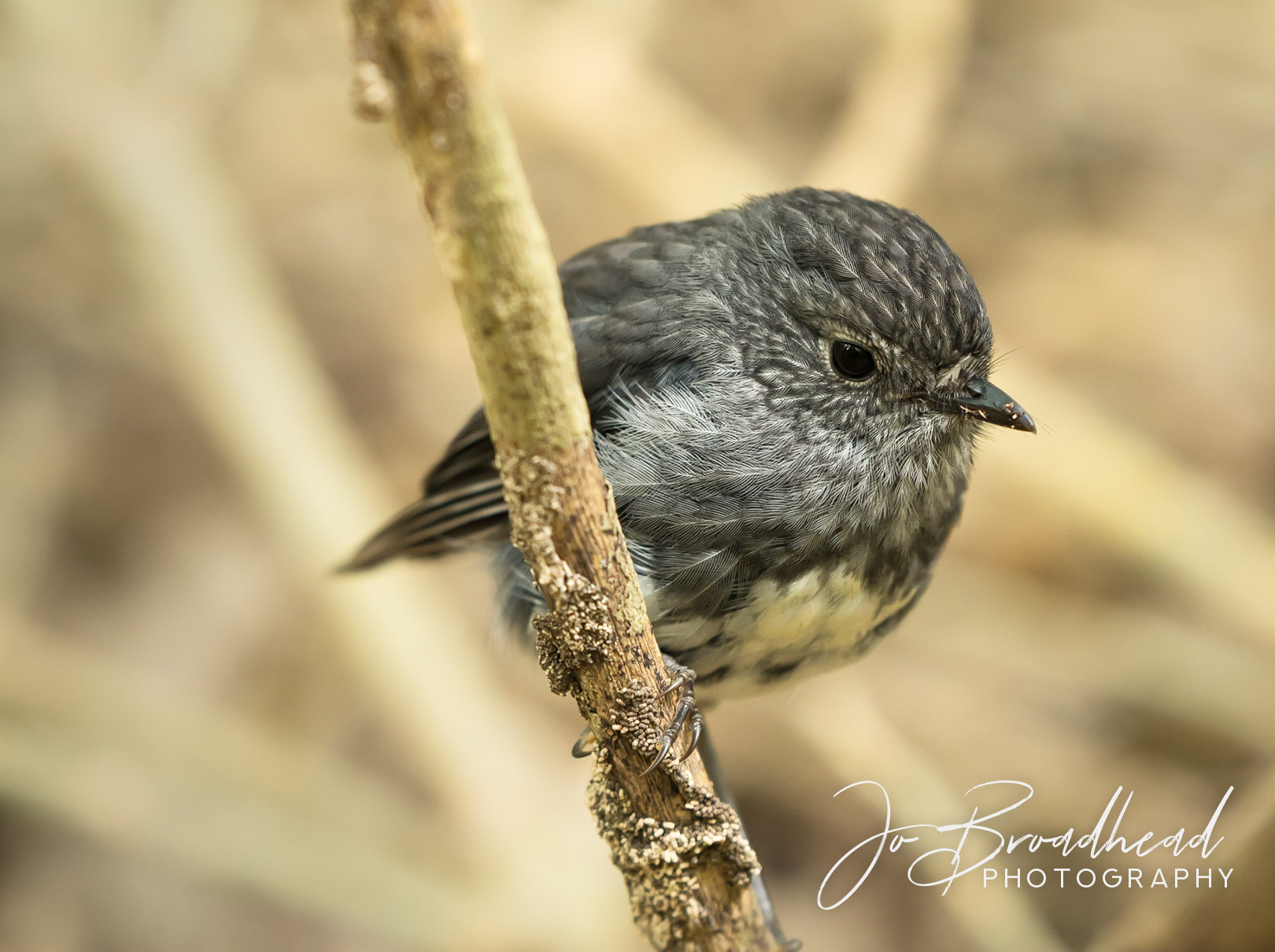 North Is Robin - Auckland, NZ
