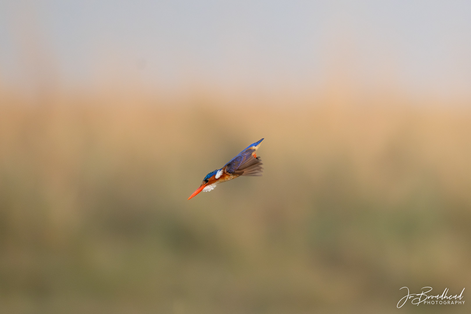 Tiny Malachite Kingfisher in Flight