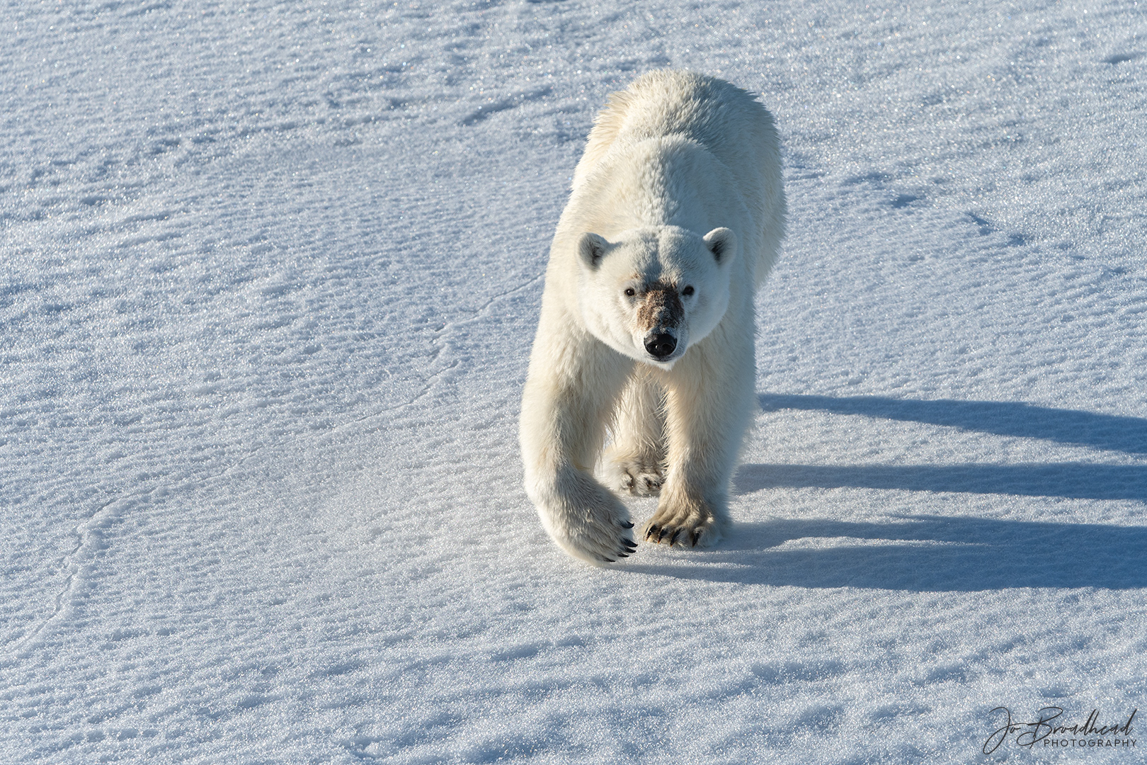 2am - Svalbard