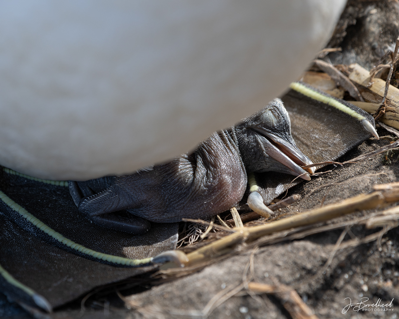 New Born Gannet Chick - Muriwai, NZ