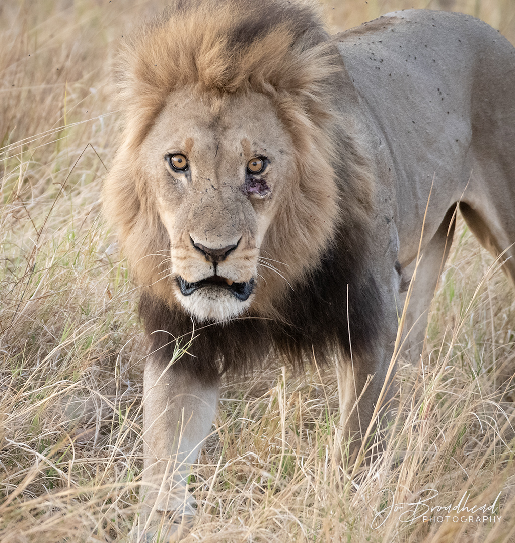 Angry Lion - Botswana