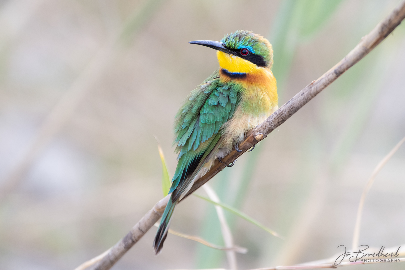 Little Bee Eater - Botswana