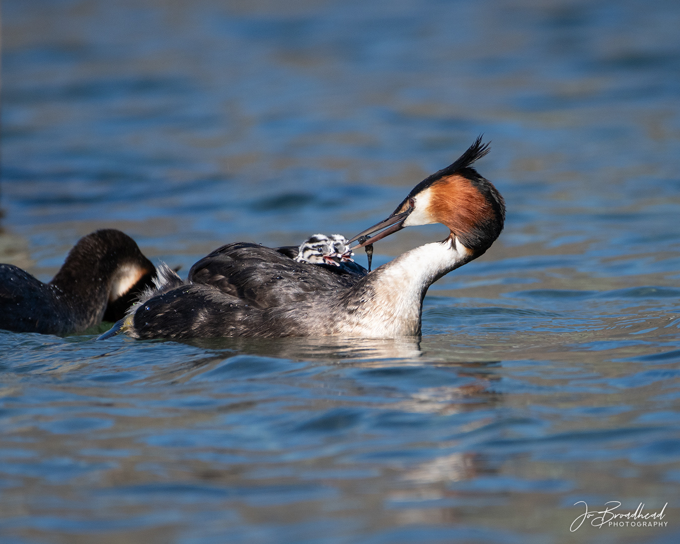 Babies on Board - Central Otago, NZ