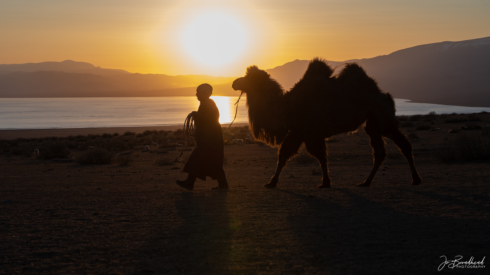 Camel herder in Silhouette
