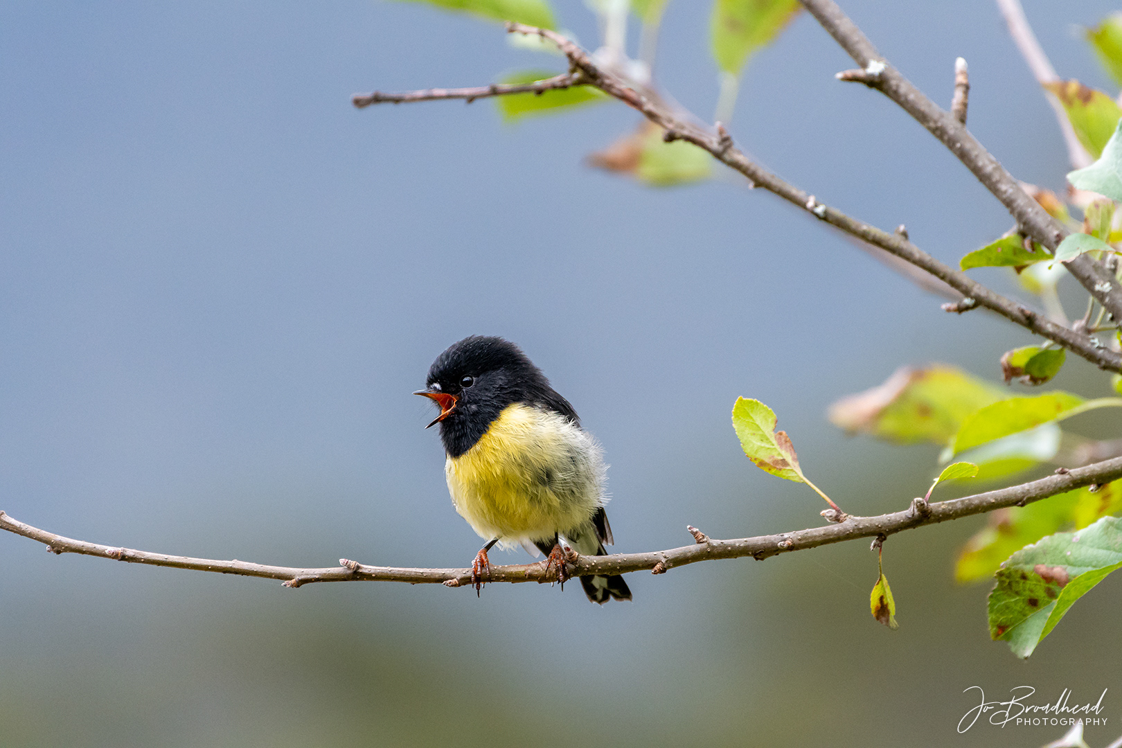Tomtit - West Coast, NZ