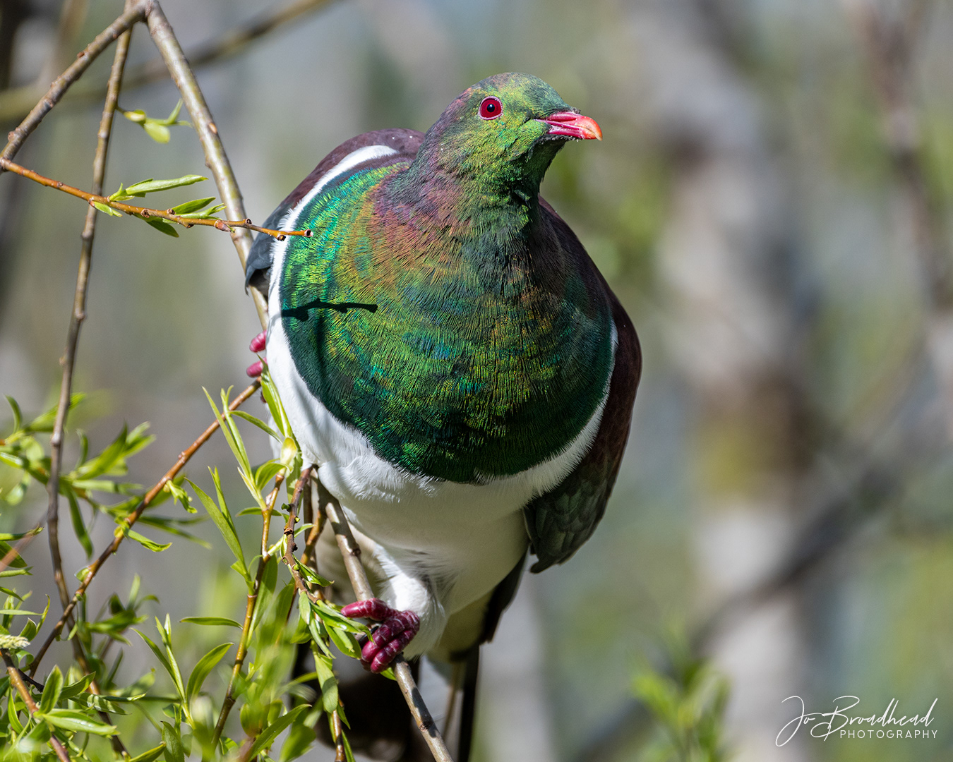 Wood Pigeon - NZ