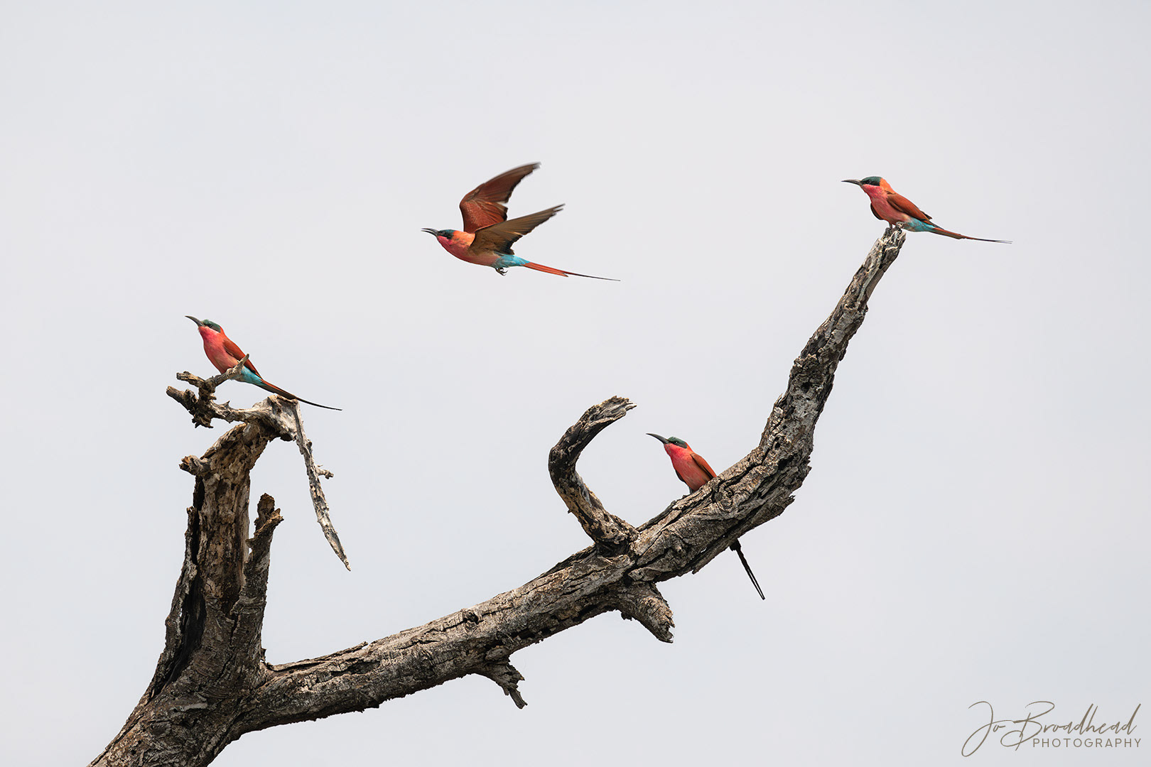 Carmine Bee Eaters