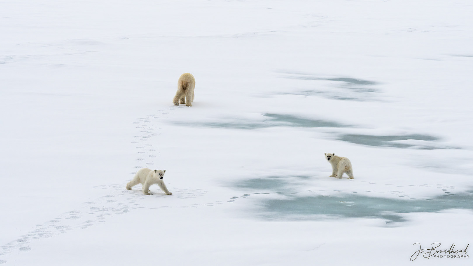 The Three of Us - Svalbard
