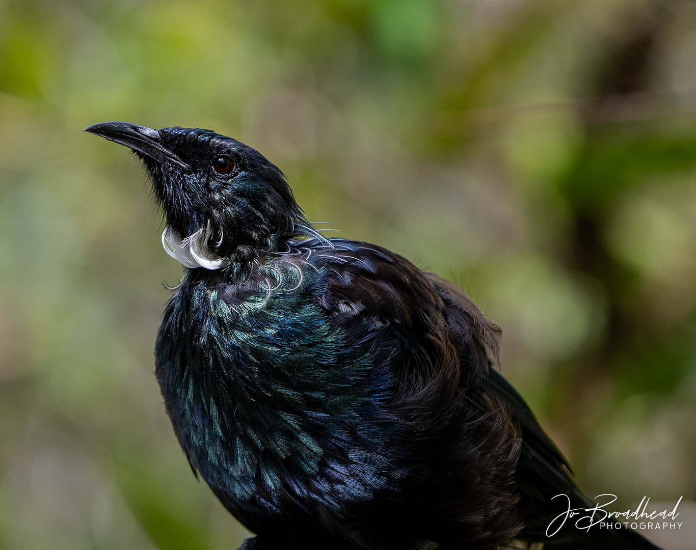 Tui - NZ