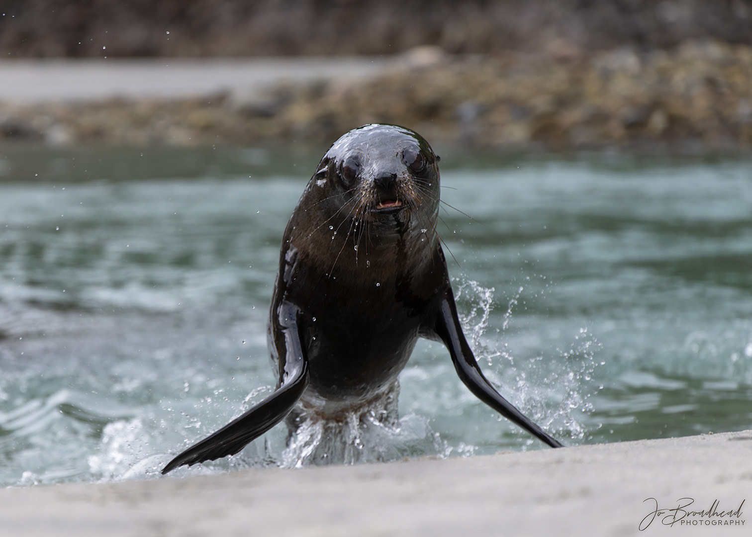 NZ Fur Seal Pup leaping out of water