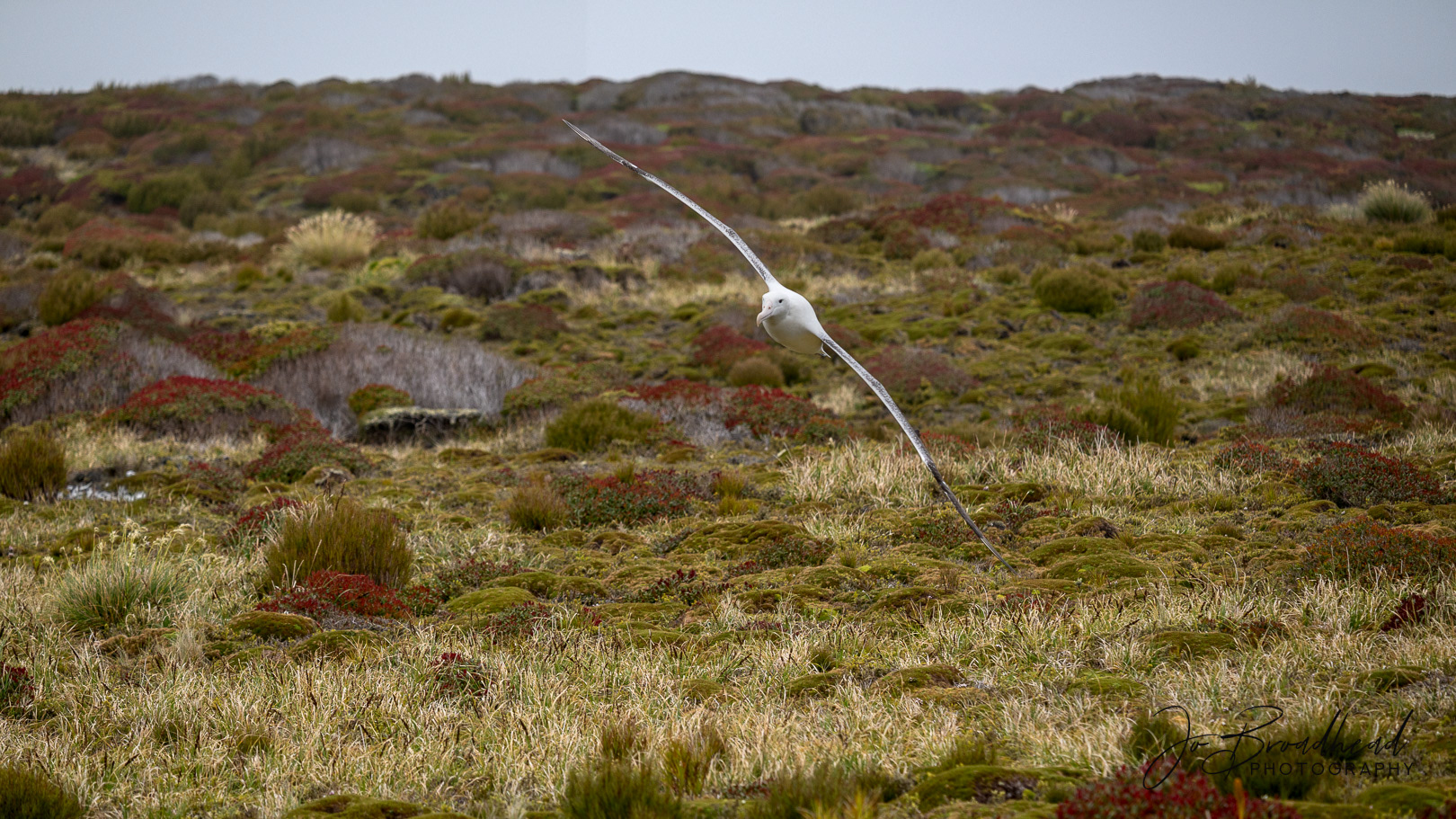 Albatross & unique landscape of sub Antarctic Is