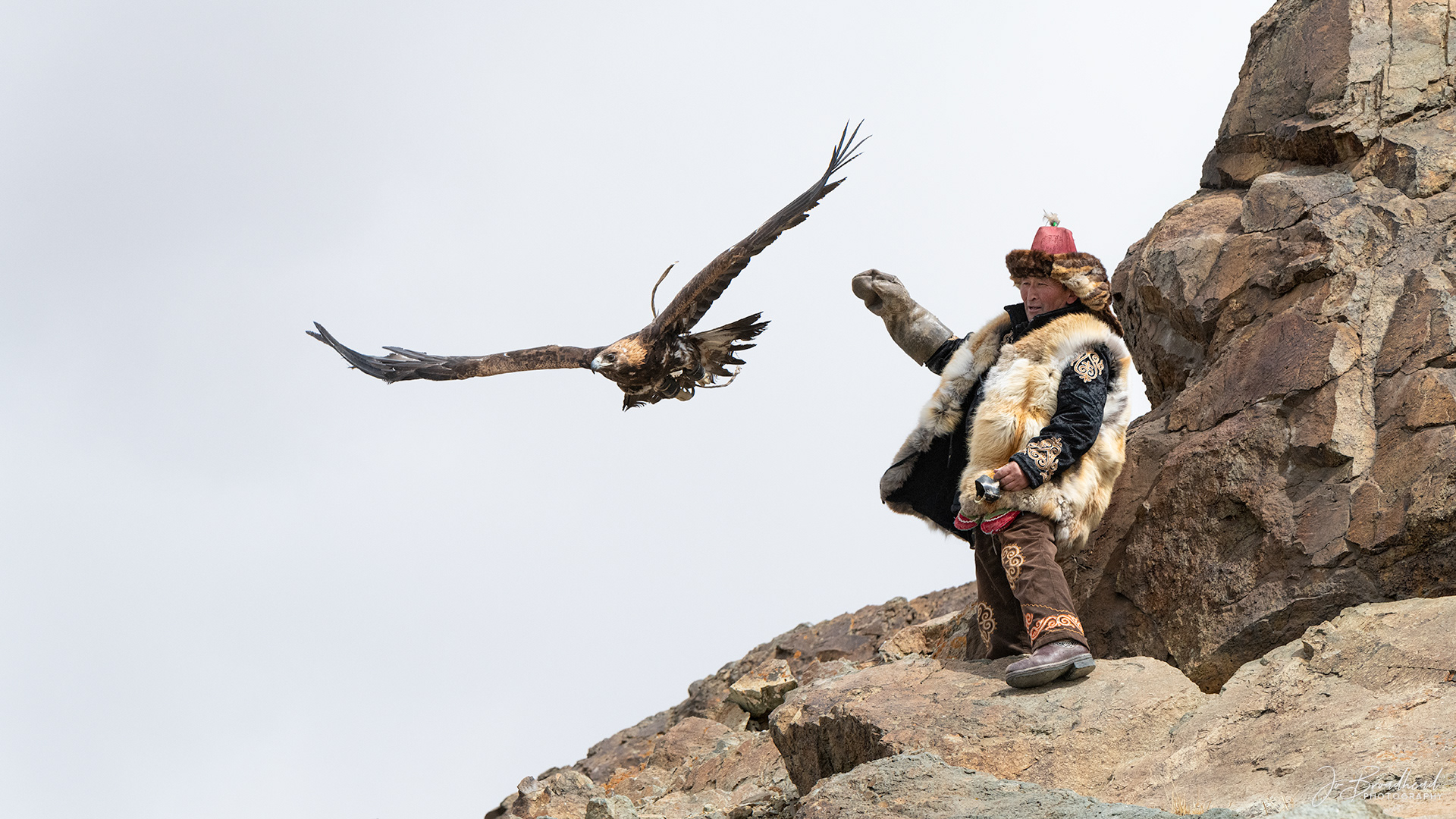 Golden Eagle Released - Mongolia